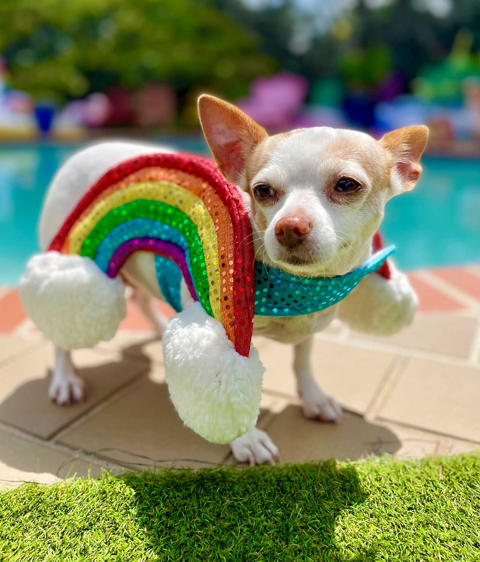 Felicia the Chihuahua wearing rainbows